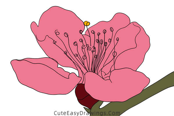 how to draw a peach blossom - www.cuteeasydrawings.com