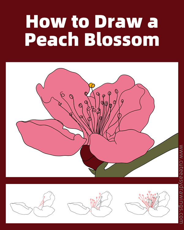 how to draw a peach blossom - www.cuteeasydrawings.com