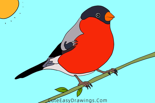 how to draw a bird - www.cuteeasydrawings.com