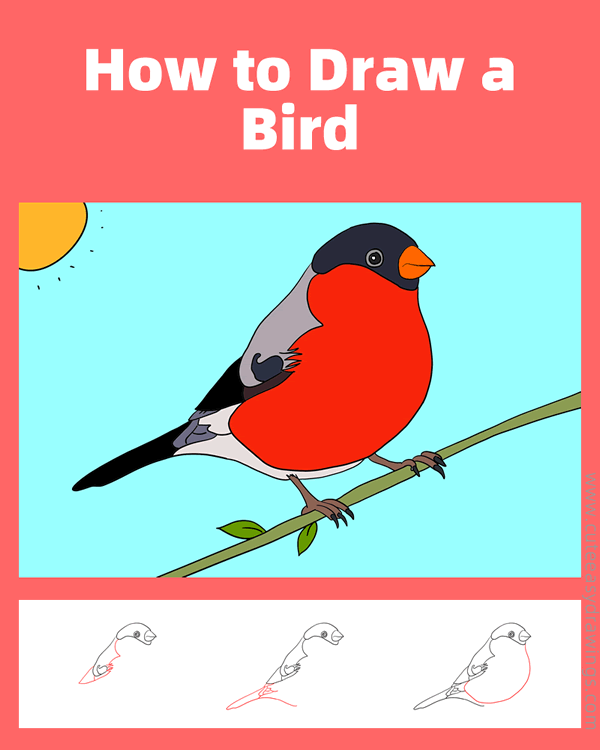 how to draw a bird - www.cuteeasydrawings.com