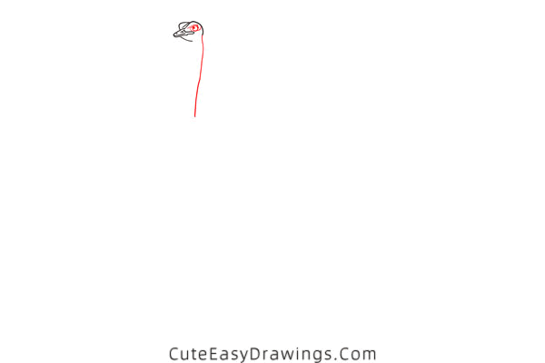 how to draw an ostrich - www.cuteeasydrawings.com