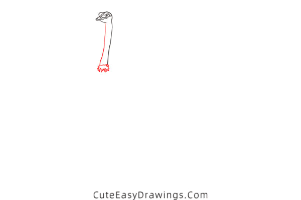 how to draw an ostrich - www.cuteeasydrawings.com