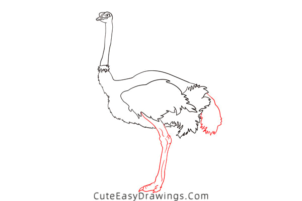 how to draw an ostrich - www.cuteeasydrawings.com