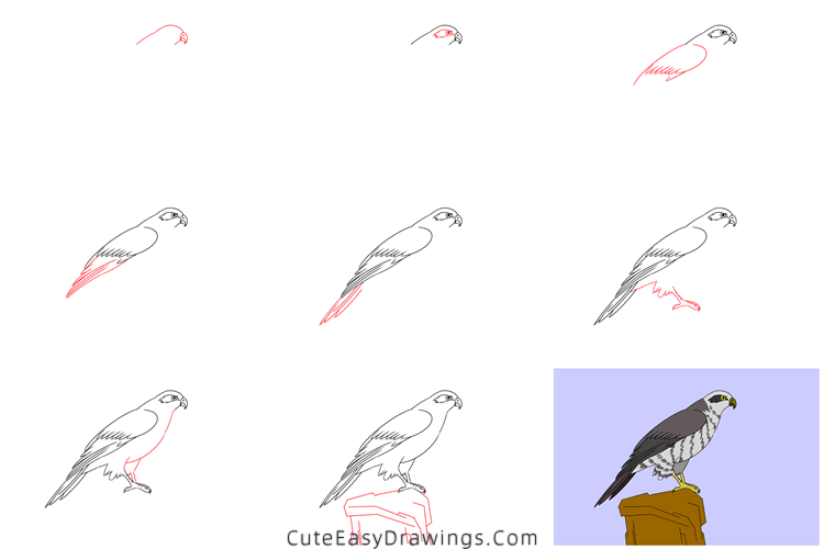 how to draw a hawk - www.cuteeasydrawings.com