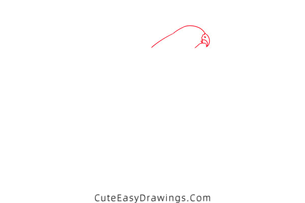 how to draw a hawk - www.cuteeasydrawings.com