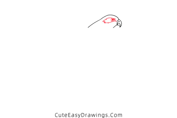 how to draw a hawk - www.cuteeasydrawings.com