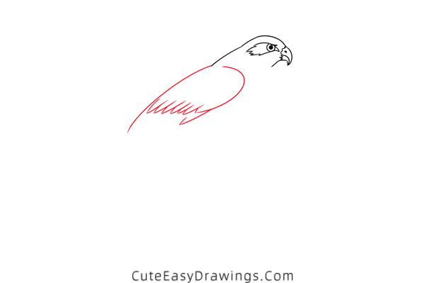 how to draw a hawk - www.cuteeasydrawings.com