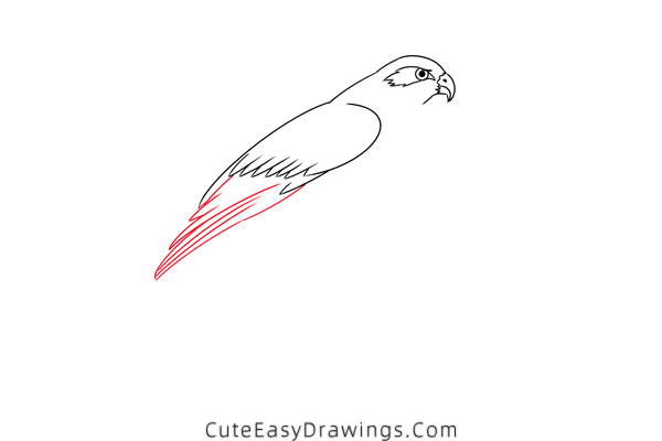 how to draw a hawk - www.cuteeasydrawings.com