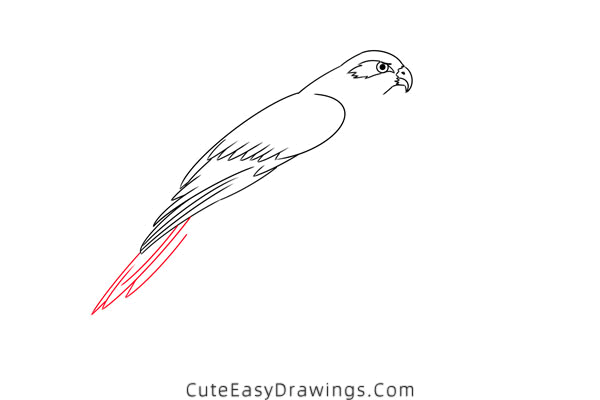 how to draw a hawk - www.cuteeasydrawings.com