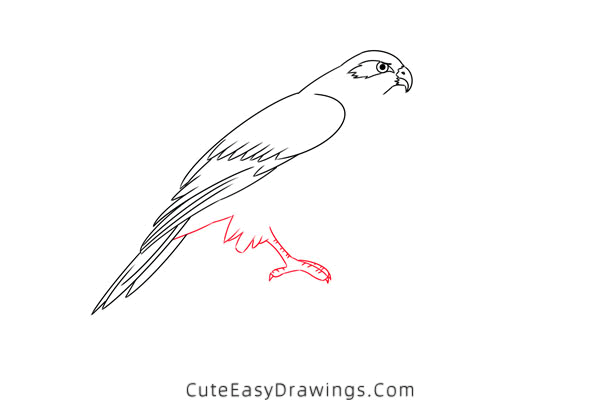 how to draw a hawk - www.cuteeasydrawings.com