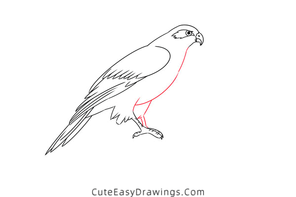 how to draw a hawk - www.cuteeasydrawings.com