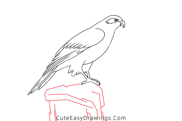 how to draw a hawk - www.cuteeasydrawings.com