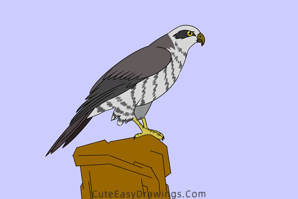 how to draw a hawk - www.cuteeasydrawings.com