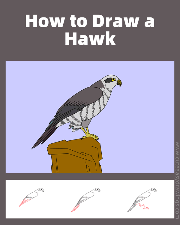 how to draw a hawk - www.cuteeasydrawings.com