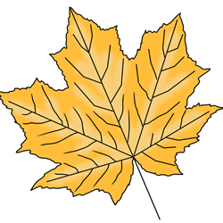 How to Draw a Maple Leaf Step by Step