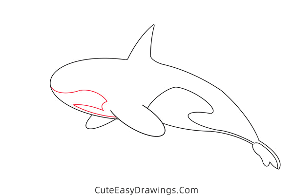 how to draw a killer whale - www.cuteeasydrawings.com