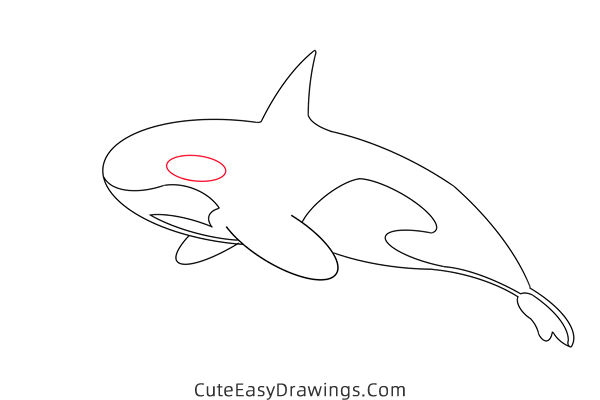 how to draw a killer whale - www.cuteeasydrawings.com