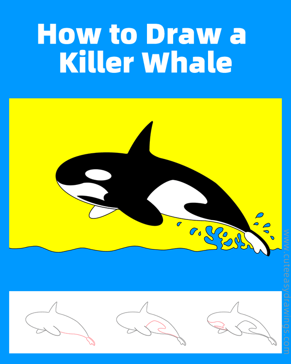 how to draw a killer whale - www.cuteeasydrawings.com