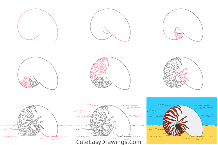 how to draw a conch - www.cuteeasydrawings.com