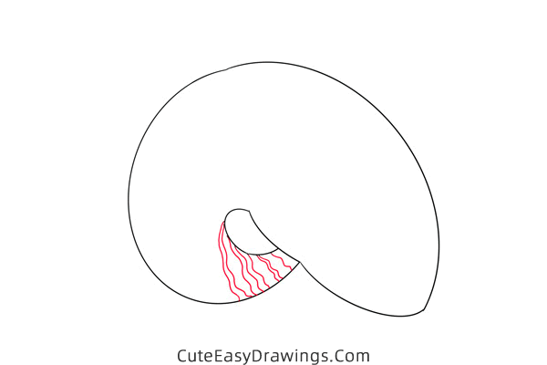 how to draw a conch - www.cuteeasydrawings.com