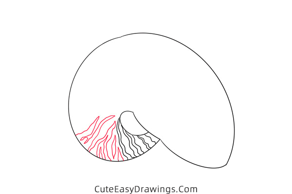 how to draw a conch - www.cuteeasydrawings.com