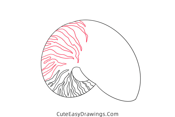 how to draw a conch - www.cuteeasydrawings.com