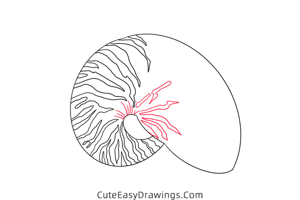 how to draw a conch - www.cuteeasydrawings.com