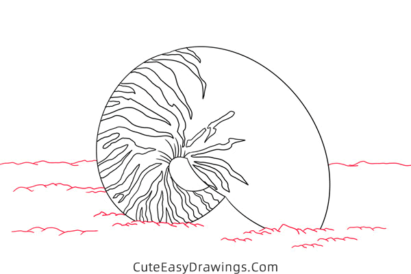 how to draw a conch - www.cuteeasydrawings.com