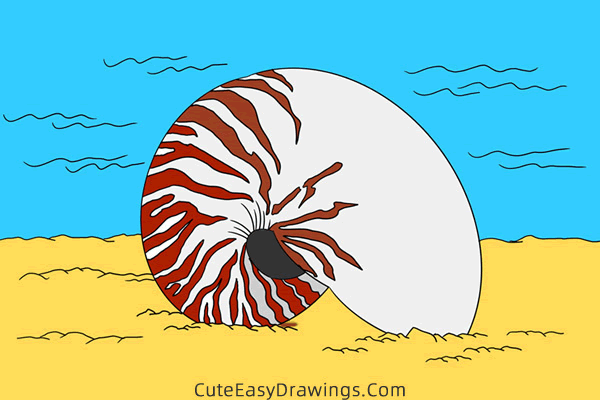 how to draw a conch - www.cuteeasydrawings.com