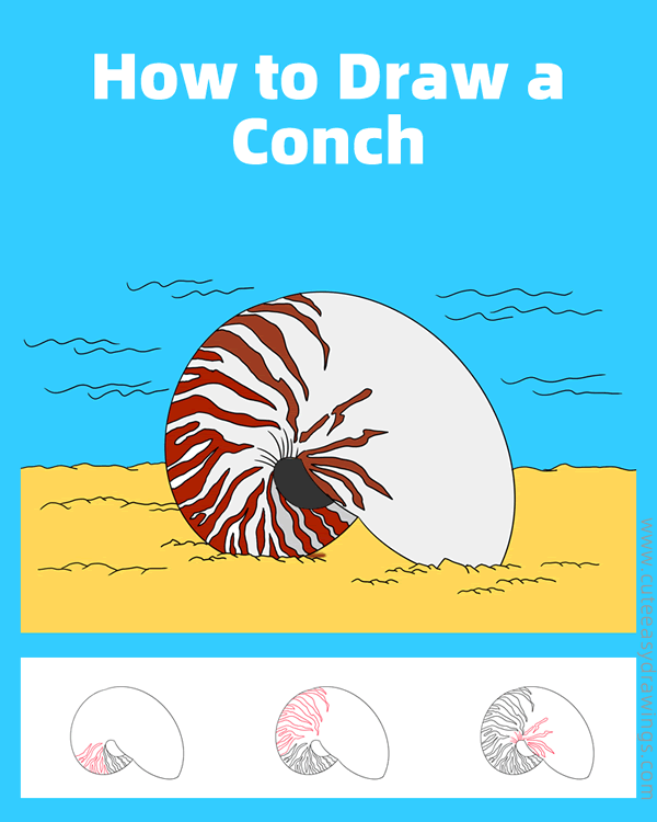 how to draw a conch - www.cuteeasydrawings.com