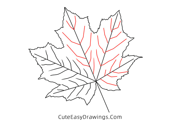 how to draw a maple leaf - www.cuteeasydrawings.com