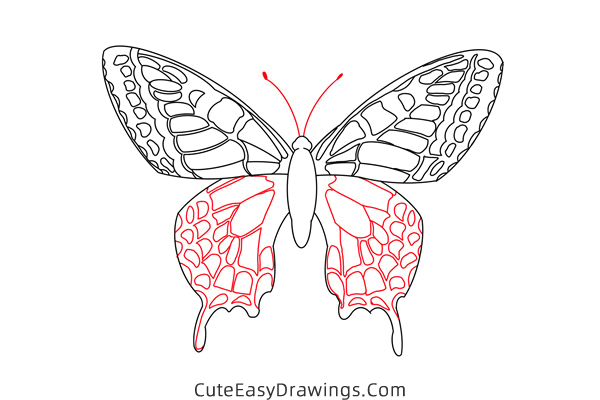 how to draw a butterfly - www.cuteeasydrawings.com