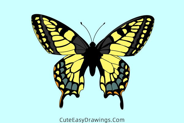 how to draw a butterfly - www.cuteeasydrawings.com