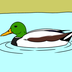 How to Draw a Mallard Duck Step by Step