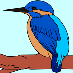 How to Draw a Kingfisher Step by Step