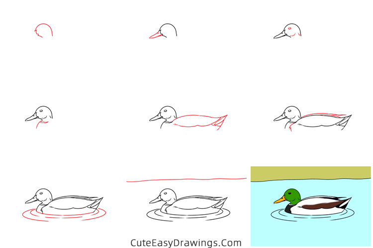 how to draw a mallard duck - www.cuteeasydrawings.com