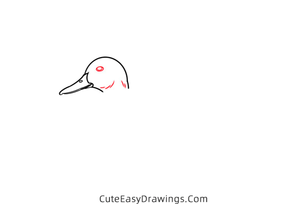 how to draw a mallard duck - www.cuteeasydrawings.com