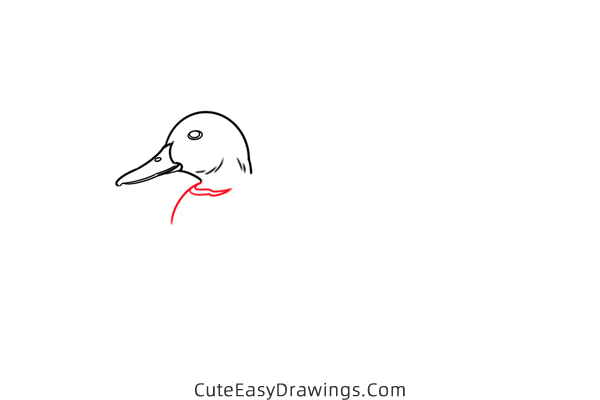 how to draw a mallard duck - www.cuteeasydrawings.com