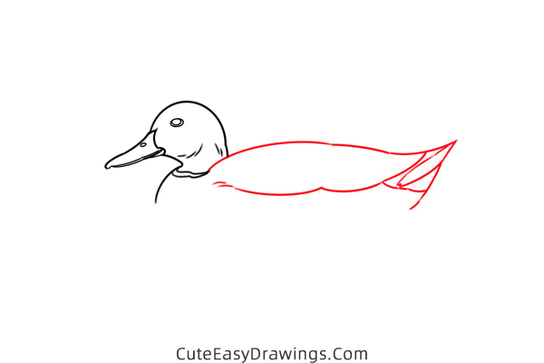 how to draw a mallard duck - www.cuteeasydrawings.com