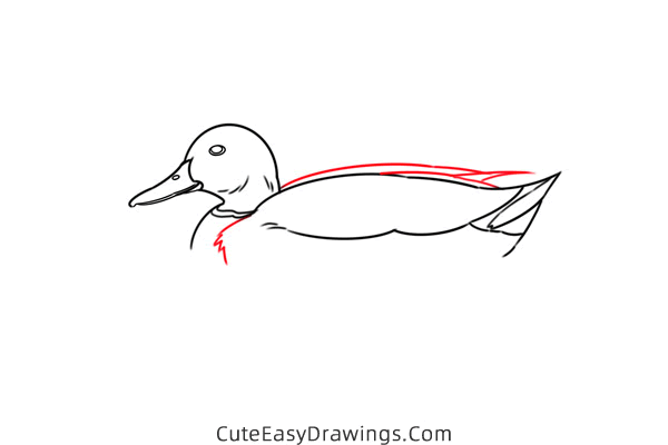 how to draw a mallard duck - www.cuteeasydrawings.com