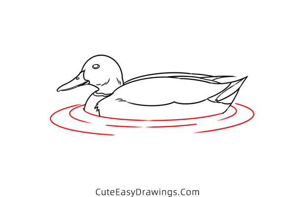 how to draw a mallard duck - www.cuteeasydrawings.com