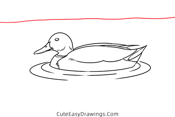 how to draw a mallard duck - www.cuteeasydrawings.com