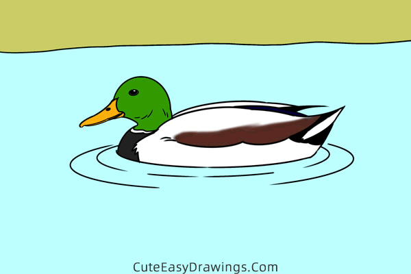 how to draw a mallard duck - www.cuteeasydrawings.com