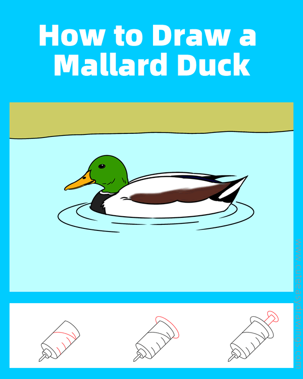 how to draw a mallard duck - www.cuteeasydrawings.com