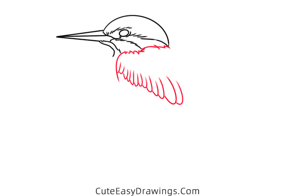 how to draw a kingfisher - www.cuteeasydrawings.com