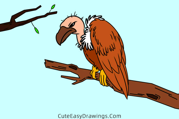 how to draw a vulture - www.cuteeasydrawings.com