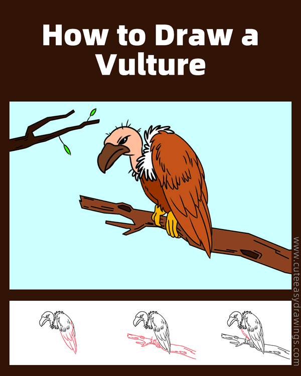 how to draw a vulture - www.cuteeasydrawings.com