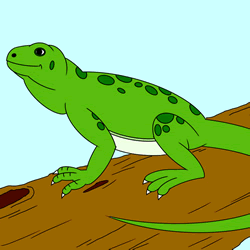 How to Draw a Lizard Step by Step