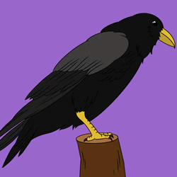 How to Draw a Crow Step by Step