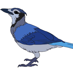 How to Draw a Blue Jay Step by Step